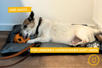 ein Hund spielt mit seinem Hundespielzeug