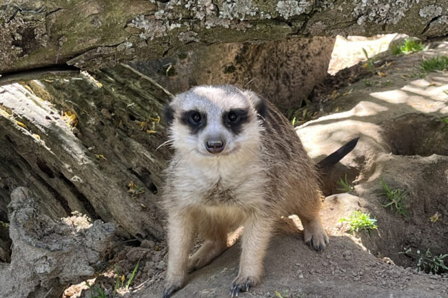 Ein Erdmännchen auf 4 Beinen, das frontal in die Kamera schaut